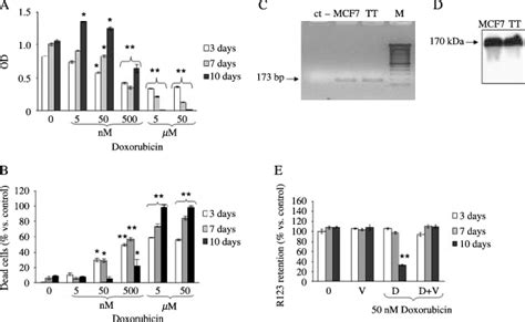 Effects Of Doxorubicin On MCF7 Cell Proliferation And On MDR1