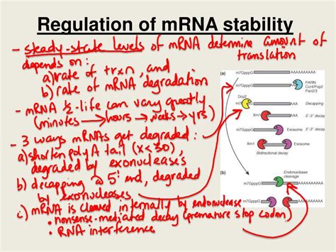 Ppt Bio 304 Lecture 29 Powerpoint Presentation Free Download Id