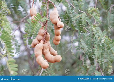 Tamarind fruit on tree stock photo. Image of tamarind - 161929206