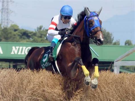 新潟ジャンプs2023特集｜競馬予想のウマニティ