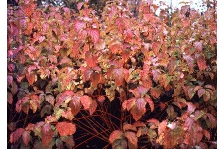 Cornus Sanguinea Winter Flame Anny