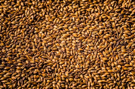 premium photo beer barley malted grains macro texture