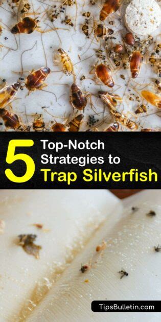 Natural Bug Control - Easy DIY Silverfish Traps