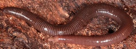 Caecilian Biology (@CaecilianBiol) | Twitter