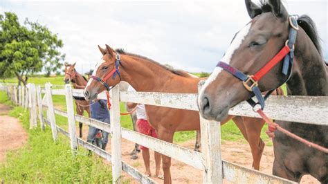 Bazar Do Cavalo - Mercado de cavalos cresceu mais de 30% no Ceará em 2018 - Negócios ...