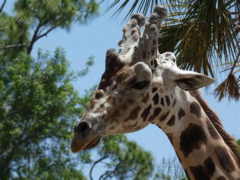 Giraffe Florida Zoo - Free photo on Pixabay - Pixabay