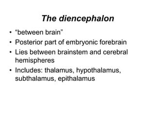 Thalamus And Hypothalamus Pdf