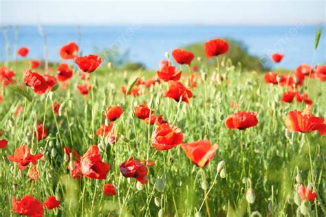 Red Flowers Poppies On Field Red Flowers Poppies On Field With Green