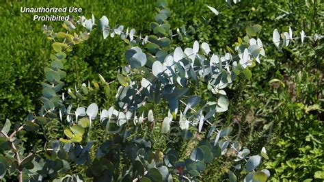 Plantfiles Pictures Eucalyptus Species Blue Gum Southern Blue Gum Tasmanian Blue Gum Tree