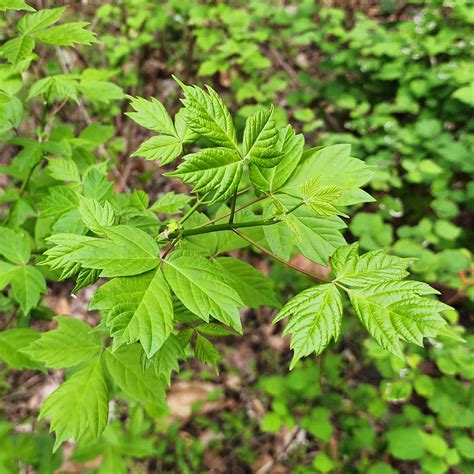 Box Elder Ashleaf Maple Acer Negundo Western Carolina Botanical Club