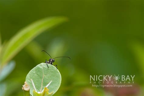 Pulau Ubin – Butterfly Hill - Macro Photography by Nicky Bay