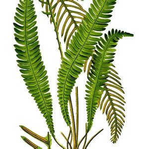 Fern Wall Art Print Set Of 2 Botanical Home Decor Fern Print Forest