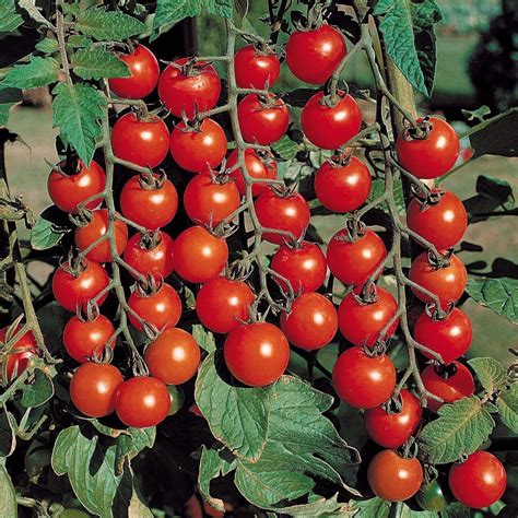 tomato cherry seeds   seedsnpotscom