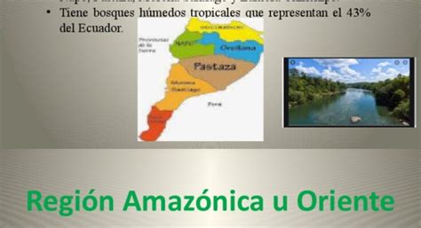 Region Amazonica Del Ecuador Flora Fauna Y Mas Actualizado Noviembre