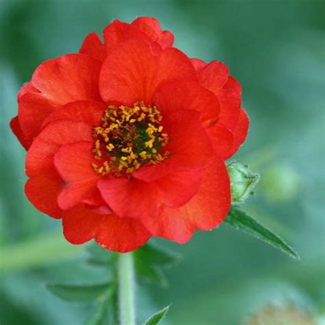 Australian Seed Geum Mrs Bradshaw