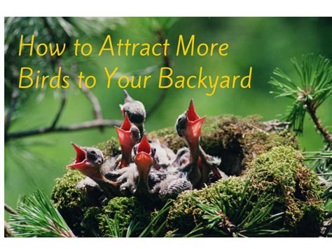 5 Ways You Can Attract More Birds To Your Backyard Big Green Purse