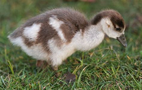 A Cute Baby Egyptian Goose Alopochen Aegyptiaca Searching for Food in a Grassy Field. Stock ...