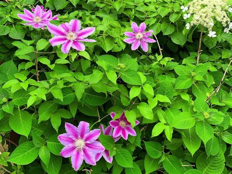 Clematises Vines How To Grow And Care For Clematis