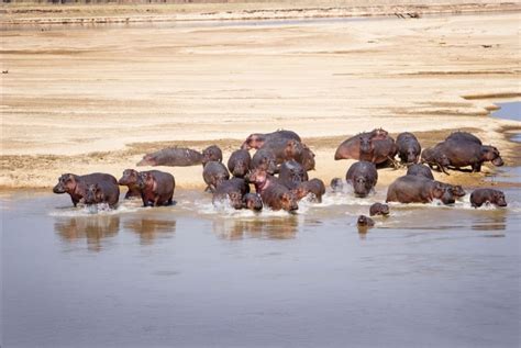 Top Safari Destinations In Africa Road Affair