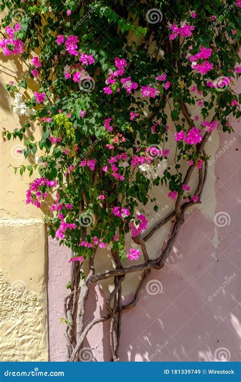 Training Bougainvillea Wall