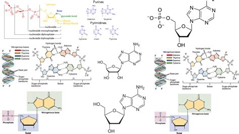 Genetics Biology Notes Online