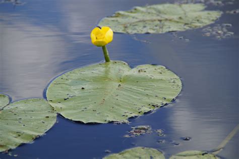 Free Images Sea Nature Blossom Drop Leaf Flower Petal Bloom