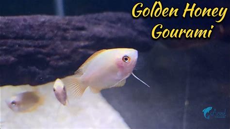 Golden Honey Gourami Fish Aquarium Fish In Bangladesh 🐟🐟 Youtube