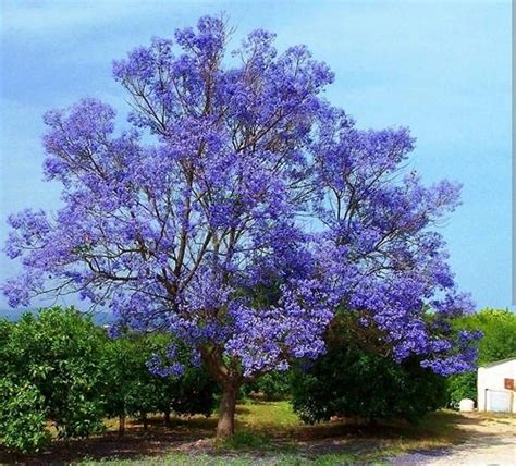 13 Beautiful Trees With Blue Flowers Balcony Garden Web