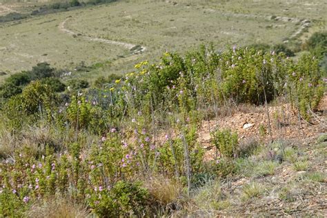 Oak Leaved Geranium From Calitzdorp To Avontuur Via Oudtshoorn And