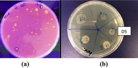 Screen For Solvent Tolerant Organisms Secreting Extracellular Lipase Download Scientific