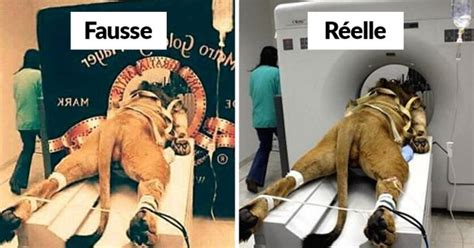 20 Fausses Photos Virales Que Les Gens Croyaient Vraies Ipnoze