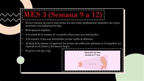 Solution Periodo Fetal Studypool