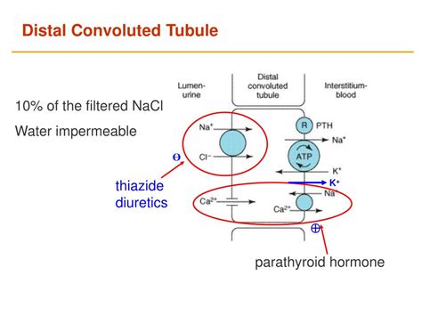 Distal Convoluted Tubule Slide