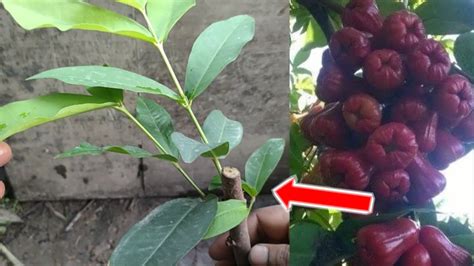 Teknik Penanaman Batang Jambu Air Cepat Tumbuh Akar Pohon Jambu Air