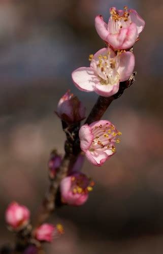 Pfirsich Davids Davids Peach Prunus Davidiana Flickr