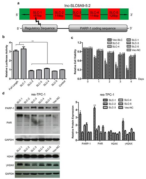 Fragment 1 Of SLC6A9 SLC6A9 1 Regulates PARP 1 Expression And