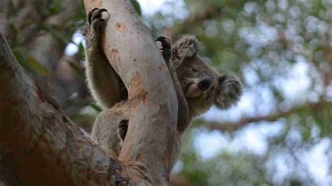 Introducing the Koala Habitat Regeneration Programme