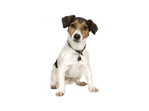 What Breeds Make A Jack Russell Terrier