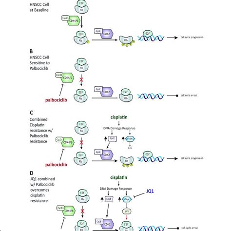 Proposed Model Of Jq1 And Palbociclib Activity In Cisplatin Sensitive Download Scientific