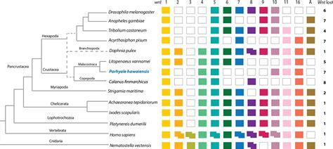 Figures And Data In The Genome Of The Crustacean Parhyale Hawaiensis A