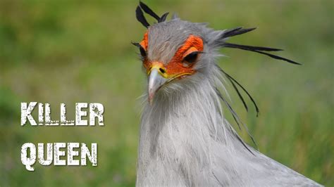 Secretary Bird Killer Queen Youtube