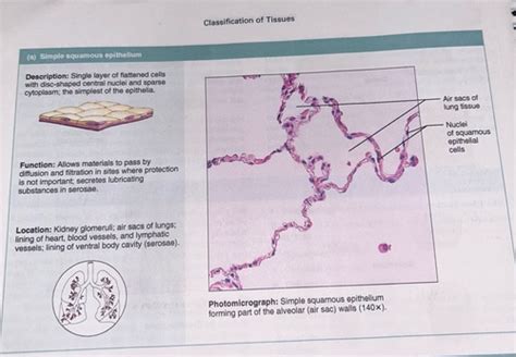 Practical 1 Lab 3 Tissues Anatomy And Physiology Flashcards Quizlet