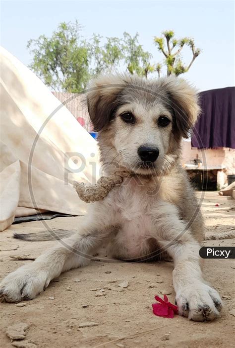 Afghan Shepherd Dog