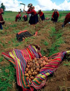 Agriculture - The Inca