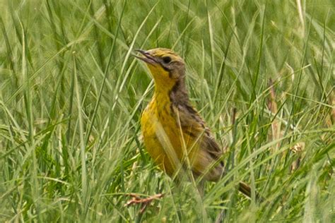 Photo Yellow Breasted Pipit Anthus Chloris