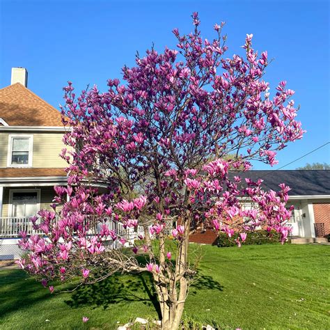 Japanese Magnolia Tree Leaves Magnolia Liliiflora Facts Benefits