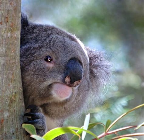 Top 7 Reasons to Visit the Phillip Island Koalas