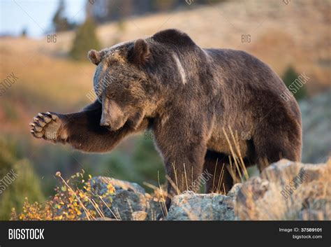 grizzly bear leg paw image photo  trial bigstock