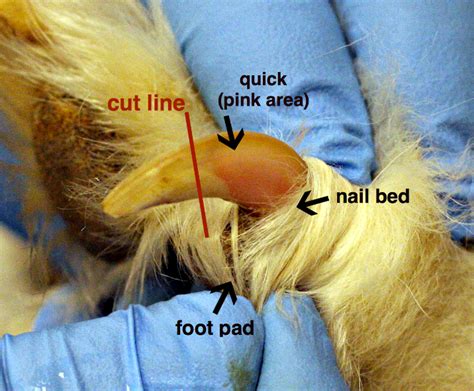 How To Trim Your Dogs Nails