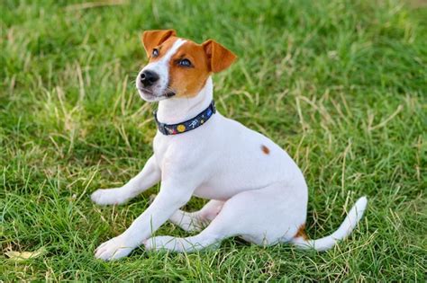 Cachorro De Jack Russel Terrier En Pradera Foto Premium